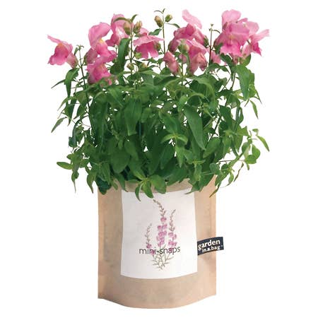 Garden in a Bag | Snapdragon | Mother's Day Gift